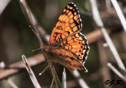 Phyciodes mylitta